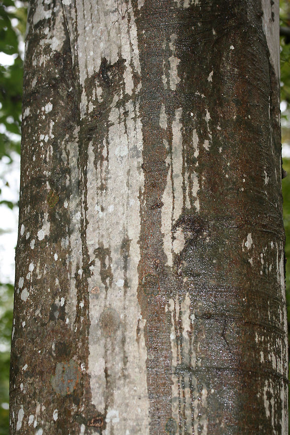 American Beech (Fagus grandifolia) In a forest preserve in Fulton County, Georgia, US.<br />
<figure class="photo"><a href="https://www.jungledragon.com/image/68634/american_beech_fagus_grandifolia.html" title="American Beech (Fagus grandifolia)"><img src="https://s3.amazonaws.com/media.jungledragon.com/images/3231/68634_thumb.jpg?AWSAccessKeyId=05GMT0V3GWVNE7GGM1R2&Expires=1759968010&Signature=LG7qygZVenM9kyoXKFH46BLGxn0%3D" width="102" height="152" alt="American Beech (Fagus grandifolia) In a forest preserve in Fulton County, Georgia, US.<br />
https://www.jungledragon.com/image/68633/american_beech_fagus_grandifolia.html American beech,Fagus grandifolia,Fall,Geotagged,United States" /></a></figure> American beech,Fagus grandifolia,Fall,Geotagged,United States