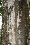 American Beech (Fagus grandifolia) In a forest preserve in Fulton County, Georgia, US.<br />
https://www.jungledragon.com/image/68634/american_beech_fagus_grandifolia.html American beech,Fagus grandifolia,Fall,Geotagged,United States