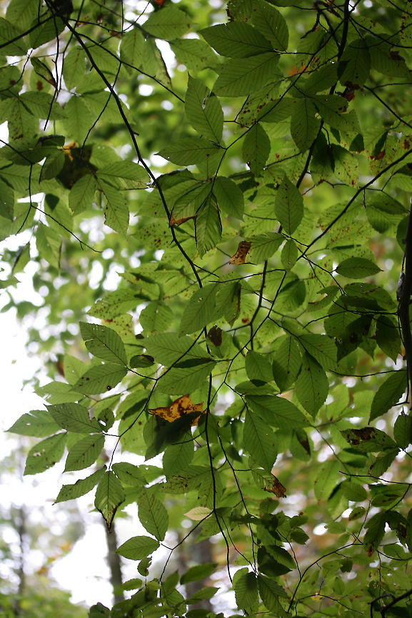 American Beech (Fagus grandifolia) In a forest preserve in Fulton County, Georgia, US.<br />
<figure class="photo"><a href="https://www.jungledragon.com/image/68633/american_beech_fagus_grandifolia.html" title="American Beech (Fagus grandifolia)"><img src="https://s3.amazonaws.com/media.jungledragon.com/images/3231/68633_thumb.jpg?AWSAccessKeyId=05GMT0V3GWVNE7GGM1R2&Expires=1759968010&Signature=OjPYckKK5aNodaXeqstWD8H7Ueo%3D" width="102" height="152" alt="American Beech (Fagus grandifolia) In a forest preserve in Fulton County, Georgia, US.<br />
https://www.jungledragon.com/image/68634/american_beech_fagus_grandifolia.html American beech,Fagus grandifolia,Fall,Geotagged,United States" /></a></figure> American beech,Fagus grandifolia,Fall,Geotagged,United States