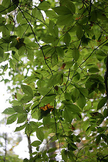 American Beech (Fagus grandifolia) In a forest preserve in Fulton County, Georgia, US.
https://www.jungledragon.com/image/68633/american_beech_fagus_grandifolia.html American beech,Fagus grandifolia,Fall,Geotagged,United States