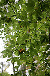 American Beech (Fagus grandifolia) In a forest preserve in Fulton County, Georgia, US.<br />
https://www.jungledragon.com/image/68633/american_beech_fagus_grandifolia.html American beech,Fagus grandifolia,Fall,Geotagged,United States