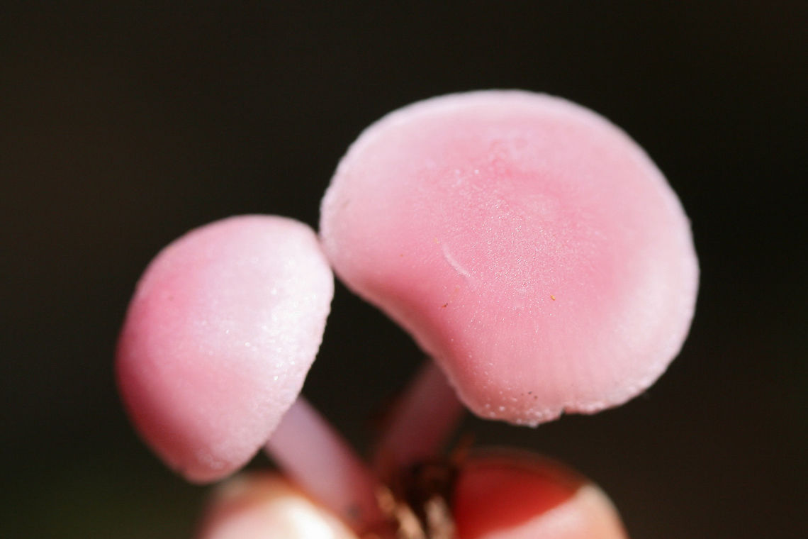 Rosy Bonnets (Mycena rosea) Growing in soil and leaf litter/debris under mostly hardwoods.<br />
<figure class="photo"><a href="https://www.jungledragon.com/image/68703/rosy_bonnet_mycena_rosea.html" title="Rosy Bonnet (Mycena rosea)"><img src="https://s3.amazonaws.com/media.jungledragon.com/images/3231/68703_thumb.jpg?AWSAccessKeyId=05GMT0V3GWVNE7GGM1R2&Expires=1770854410&Signature=mVaZXovckpaMpOuTm2SFyEBUEL4%3D" width="200" height="134" alt="Rosy Bonnet (Mycena rosea) Growing in soil and leaf litter/debris under mostly hardwoods.<br />
https://www.jungledragon.com/image/68699/rosy_bonnet_mycena_rosea.html<br />
https://www.jungledragon.com/image/68702/rosy_bonnet_mycena_rosea.html<br />
https://www.jungledragon.com/image/68701/rosy_bonnet_mycena_rosea.html<br />
https://www.jungledragon.com/image/68700/rosy_bonnets_mycena_rosea.html Fall,Geotagged,Mycena rosea,Rosy bonnet,United States" /></a></figure><br />
<figure class="photo"><a href="https://www.jungledragon.com/image/68702/rosy_bonnet_mycena_rosea.html" title="Rosy Bonnet (Mycena rosea)"><img src="https://s3.amazonaws.com/media.jungledragon.com/images/3231/68702_thumb.jpg?AWSAccessKeyId=05GMT0V3GWVNE7GGM1R2&Expires=1770854410&Signature=QGvBufoz1V3VtdlBsThKMCgiCMI%3D" width="102" height="152" alt="Rosy Bonnet (Mycena rosea) Growing in soil and leaf litter/debris under mostly hardwoods.<br />
https://www.jungledragon.com/image/68703/rosy_bonnet_mycena_rosea.html<br />
https://www.jungledragon.com/image/68699/rosy_bonnet_mycena_rosea.html<br />
https://www.jungledragon.com/image/68701/rosy_bonnet_mycena_rosea.html<br />
https://www.jungledragon.com/image/68700/rosy_bonnets_mycena_rosea.html Fall,Geotagged,Mycena rosea,Rosy bonnet,United States" /></a></figure><br />
<figure class="photo"><a href="https://www.jungledragon.com/image/68701/rosy_bonnet_mycena_rosea.html" title="Rosy Bonnet (Mycena rosea)"><img src="https://s3.amazonaws.com/media.jungledragon.com/images/3231/68701_thumb.jpg?AWSAccessKeyId=05GMT0V3GWVNE7GGM1R2&Expires=1770854410&Signature=8QaBgHliv6pTb1U2zCvhzM5qlNY%3D" width="102" height="152" alt="Rosy Bonnet (Mycena rosea) Growing in soil and leaf litter/debris under mostly hardwoods.<br />
https://www.jungledragon.com/image/68703/rosy_bonnet_mycena_rosea.html<br />
https://www.jungledragon.com/image/68702/rosy_bonnet_mycena_rosea.html<br />
https://www.jungledragon.com/image/68699/rosy_bonnet_mycena_rosea.html<br />
https://www.jungledragon.com/image/68700/rosy_bonnets_mycena_rosea.html Fall,Geotagged,Mycena rosea,Rosy bonnet,United States" /></a></figure><br />
<figure class="photo"><a href="https://www.jungledragon.com/image/68700/rosy_bonnets_mycena_rosea.html" title="Rosy Bonnets (Mycena rosea)"><img src="https://s3.amazonaws.com/media.jungledragon.com/images/3231/68700_thumb.jpg?AWSAccessKeyId=05GMT0V3GWVNE7GGM1R2&Expires=1770854410&Signature=naHVGFTHQ%2B3FMueTtnZ%2BA1pVAD0%3D" width="200" height="134" alt="Rosy Bonnets (Mycena rosea) Growing in soil and leaf litter/debris under mostly hardwoods.<br />
https://www.jungledragon.com/image/68703/rosy_bonnet_mycena_rosea.html<br />
https://www.jungledragon.com/image/68702/rosy_bonnet_mycena_rosea.html<br />
https://www.jungledragon.com/image/68701/rosy_bonnet_mycena_rosea.html<br />
https://www.jungledragon.com/image/68699/rosy_bonnets_mycena_rosea.html Fall,Geotagged,Mycena rosea,Rosy bonnet,United States" /></a></figure> Fall,Geotagged,Mycena rosea,Rosy bonnet,United States