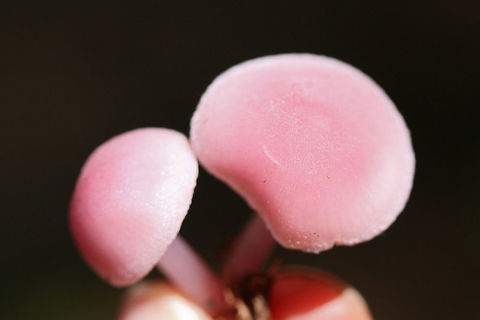 Rosy Bonnets (Mycena rosea) Growing in soil and leaf litter/debris under mostly hardwoods.
https://www.jungledragon.com/image/68703/rosy_bonnet_mycena_rosea.html
https://www.jungledragon.com/image/68702/rosy_bonnet_mycena_rosea.html
https://www.jungledragon.com/image/68701/rosy_bonnet_mycena_rosea.html
https://www.jungledragon.com/image/68700/rosy_bonnets_mycena_rosea.html Fall,Geotagged,Mycena rosea,Rosy bonnet,United States