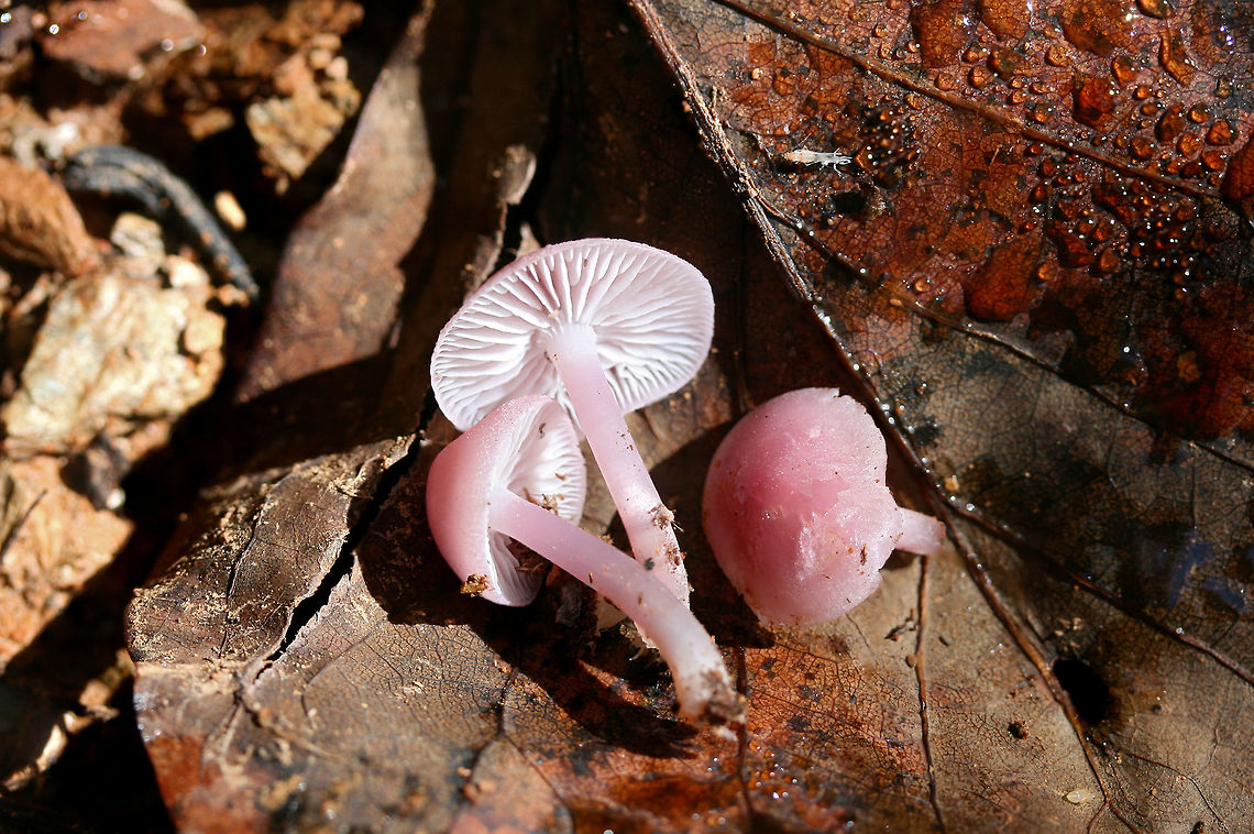 Rosy Bonnets (Mycena rosea) Growing in soil and leaf litter/debris under mostly hardwoods.<br />
<figure class="photo"><a href="https://www.jungledragon.com/image/68703/rosy_bonnet_mycena_rosea.html" title="Rosy Bonnet (Mycena rosea)"><img src="https://s3.amazonaws.com/media.jungledragon.com/images/3231/68703_thumb.jpg?AWSAccessKeyId=05GMT0V3GWVNE7GGM1R2&Expires=1767225610&Signature=wP5VL8BUayfK%2Fu4CvZvQRPi45gQ%3D" width="200" height="134" alt="Rosy Bonnet (Mycena rosea) Growing in soil and leaf litter/debris under mostly hardwoods.<br />
https://www.jungledragon.com/image/68699/rosy_bonnet_mycena_rosea.html<br />
https://www.jungledragon.com/image/68702/rosy_bonnet_mycena_rosea.html<br />
https://www.jungledragon.com/image/68701/rosy_bonnet_mycena_rosea.html<br />
https://www.jungledragon.com/image/68700/rosy_bonnets_mycena_rosea.html Fall,Geotagged,Mycena rosea,Rosy bonnet,United States" /></a></figure><br />
<figure class="photo"><a href="https://www.jungledragon.com/image/68702/rosy_bonnet_mycena_rosea.html" title="Rosy Bonnet (Mycena rosea)"><img src="https://s3.amazonaws.com/media.jungledragon.com/images/3231/68702_thumb.jpg?AWSAccessKeyId=05GMT0V3GWVNE7GGM1R2&Expires=1767225610&Signature=fLuRtceZQwP67f4PxD0bjItxqmU%3D" width="102" height="152" alt="Rosy Bonnet (Mycena rosea) Growing in soil and leaf litter/debris under mostly hardwoods.<br />
https://www.jungledragon.com/image/68703/rosy_bonnet_mycena_rosea.html<br />
https://www.jungledragon.com/image/68699/rosy_bonnet_mycena_rosea.html<br />
https://www.jungledragon.com/image/68701/rosy_bonnet_mycena_rosea.html<br />
https://www.jungledragon.com/image/68700/rosy_bonnets_mycena_rosea.html Fall,Geotagged,Mycena rosea,Rosy bonnet,United States" /></a></figure><br />
<figure class="photo"><a href="https://www.jungledragon.com/image/68701/rosy_bonnet_mycena_rosea.html" title="Rosy Bonnet (Mycena rosea)"><img src="https://s3.amazonaws.com/media.jungledragon.com/images/3231/68701_thumb.jpg?AWSAccessKeyId=05GMT0V3GWVNE7GGM1R2&Expires=1767225610&Signature=2vHuSqWn1g0gY%2FdiZXi7rrglVf4%3D" width="102" height="152" alt="Rosy Bonnet (Mycena rosea) Growing in soil and leaf litter/debris under mostly hardwoods.<br />
https://www.jungledragon.com/image/68703/rosy_bonnet_mycena_rosea.html<br />
https://www.jungledragon.com/image/68702/rosy_bonnet_mycena_rosea.html<br />
https://www.jungledragon.com/image/68699/rosy_bonnet_mycena_rosea.html<br />
https://www.jungledragon.com/image/68700/rosy_bonnets_mycena_rosea.html Fall,Geotagged,Mycena rosea,Rosy bonnet,United States" /></a></figure><br />
<figure class="photo"><a href="https://www.jungledragon.com/image/68699/rosy_bonnets_mycena_rosea.html" title="Rosy Bonnets (Mycena rosea)"><img src="https://s3.amazonaws.com/media.jungledragon.com/images/3231/68699_thumb.jpg?AWSAccessKeyId=05GMT0V3GWVNE7GGM1R2&Expires=1767225610&Signature=eln%2FS7ITKJyMdSyqIb3z%2FUbw8h0%3D" width="200" height="134" alt="Rosy Bonnets (Mycena rosea) Growing in soil and leaf litter/debris under mostly hardwoods.<br />
https://www.jungledragon.com/image/68703/rosy_bonnet_mycena_rosea.html<br />
https://www.jungledragon.com/image/68702/rosy_bonnet_mycena_rosea.html<br />
https://www.jungledragon.com/image/68701/rosy_bonnet_mycena_rosea.html<br />
https://www.jungledragon.com/image/68700/rosy_bonnets_mycena_rosea.html Fall,Geotagged,Mycena rosea,Rosy bonnet,United States" /></a></figure> Fall,Geotagged,Mycena rosea,Rosy bonnet,United States
