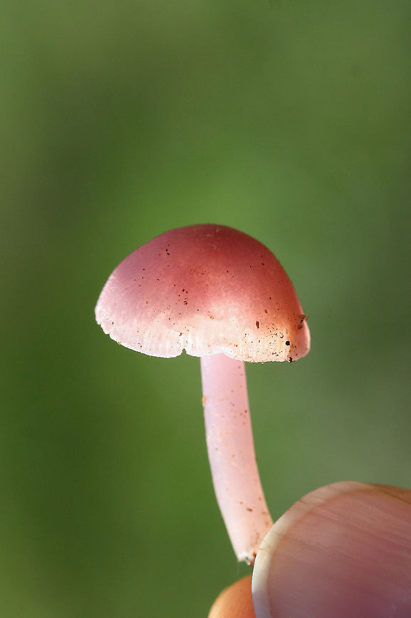 Rosy Bonnet (Mycena rosea) Growing in soil and leaf litter/debris under mostly hardwoods.<br />
<figure class="photo"><a href="https://www.jungledragon.com/image/68703/rosy_bonnet_mycena_rosea.html" title="Rosy Bonnet (Mycena rosea)"><img src="https://s3.amazonaws.com/media.jungledragon.com/images/3231/68703_thumb.jpg?AWSAccessKeyId=05GMT0V3GWVNE7GGM1R2&Expires=1767225610&Signature=wP5VL8BUayfK%2Fu4CvZvQRPi45gQ%3D" width="200" height="134" alt="Rosy Bonnet (Mycena rosea) Growing in soil and leaf litter/debris under mostly hardwoods.<br />
https://www.jungledragon.com/image/68699/rosy_bonnet_mycena_rosea.html<br />
https://www.jungledragon.com/image/68702/rosy_bonnet_mycena_rosea.html<br />
https://www.jungledragon.com/image/68701/rosy_bonnet_mycena_rosea.html<br />
https://www.jungledragon.com/image/68700/rosy_bonnets_mycena_rosea.html Fall,Geotagged,Mycena rosea,Rosy bonnet,United States" /></a></figure><br />
<figure class="photo"><a href="https://www.jungledragon.com/image/68702/rosy_bonnet_mycena_rosea.html" title="Rosy Bonnet (Mycena rosea)"><img src="https://s3.amazonaws.com/media.jungledragon.com/images/3231/68702_thumb.jpg?AWSAccessKeyId=05GMT0V3GWVNE7GGM1R2&Expires=1767225610&Signature=fLuRtceZQwP67f4PxD0bjItxqmU%3D" width="102" height="152" alt="Rosy Bonnet (Mycena rosea) Growing in soil and leaf litter/debris under mostly hardwoods.<br />
https://www.jungledragon.com/image/68703/rosy_bonnet_mycena_rosea.html<br />
https://www.jungledragon.com/image/68699/rosy_bonnet_mycena_rosea.html<br />
https://www.jungledragon.com/image/68701/rosy_bonnet_mycena_rosea.html<br />
https://www.jungledragon.com/image/68700/rosy_bonnets_mycena_rosea.html Fall,Geotagged,Mycena rosea,Rosy bonnet,United States" /></a></figure><br />
<figure class="photo"><a href="https://www.jungledragon.com/image/68699/rosy_bonnets_mycena_rosea.html" title="Rosy Bonnets (Mycena rosea)"><img src="https://s3.amazonaws.com/media.jungledragon.com/images/3231/68699_thumb.jpg?AWSAccessKeyId=05GMT0V3GWVNE7GGM1R2&Expires=1767225610&Signature=eln%2FS7ITKJyMdSyqIb3z%2FUbw8h0%3D" width="200" height="134" alt="Rosy Bonnets (Mycena rosea) Growing in soil and leaf litter/debris under mostly hardwoods.<br />
https://www.jungledragon.com/image/68703/rosy_bonnet_mycena_rosea.html<br />
https://www.jungledragon.com/image/68702/rosy_bonnet_mycena_rosea.html<br />
https://www.jungledragon.com/image/68701/rosy_bonnet_mycena_rosea.html<br />
https://www.jungledragon.com/image/68700/rosy_bonnets_mycena_rosea.html Fall,Geotagged,Mycena rosea,Rosy bonnet,United States" /></a></figure><br />
<figure class="photo"><a href="https://www.jungledragon.com/image/68700/rosy_bonnets_mycena_rosea.html" title="Rosy Bonnets (Mycena rosea)"><img src="https://s3.amazonaws.com/media.jungledragon.com/images/3231/68700_thumb.jpg?AWSAccessKeyId=05GMT0V3GWVNE7GGM1R2&Expires=1767225610&Signature=2xK%2Ft8mwNmSLXoY%2BsCCNhqa7O%2F8%3D" width="200" height="134" alt="Rosy Bonnets (Mycena rosea) Growing in soil and leaf litter/debris under mostly hardwoods.<br />
https://www.jungledragon.com/image/68703/rosy_bonnet_mycena_rosea.html<br />
https://www.jungledragon.com/image/68702/rosy_bonnet_mycena_rosea.html<br />
https://www.jungledragon.com/image/68701/rosy_bonnet_mycena_rosea.html<br />
https://www.jungledragon.com/image/68699/rosy_bonnets_mycena_rosea.html Fall,Geotagged,Mycena rosea,Rosy bonnet,United States" /></a></figure> Fall,Geotagged,Mycena rosea,Rosy bonnet,United States