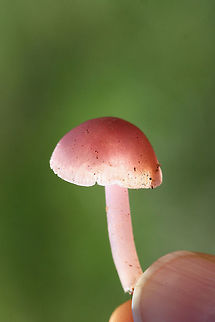 Rosy Bonnet (Mycena rosea) Growing in soil and leaf litter/debris under mostly hardwoods.
https://www.jungledragon.com/image/68703/rosy_bonnet_mycena_rosea.html
https://www.jungledragon.com/image/68702/rosy_bonnet_mycena_rosea.html
https://www.jungledragon.com/image/68699/rosy_bonnet_mycena_rosea.html
https://www.jungledragon.com/image/68700/rosy_bonnets_mycena_rosea.html Fall,Geotagged,Mycena rosea,Rosy bonnet,United States