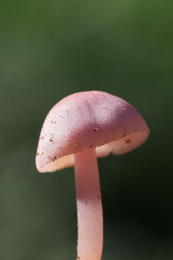 Rosy Bonnet (Mycena rosea) Growing in soil and leaf litter/debris under mostly hardwoods.<br />
<figure class="photo"><a href="https://www.jungledragon.com/image/68703/rosy_bonnet_mycena_rosea.html" title="Rosy Bonnet (Mycena rosea)"><img src="https://s3.amazonaws.com/media.jungledragon.com/images/3231/68703_thumb.jpg?AWSAccessKeyId=05GMT0V3GWVNE7GGM1R2&Expires=1767225610&Signature=wP5VL8BUayfK%2Fu4CvZvQRPi45gQ%3D" width="200" height="134" alt="Rosy Bonnet (Mycena rosea) Growing in soil and leaf litter/debris under mostly hardwoods.<br />
https://www.jungledragon.com/image/68699/rosy_bonnet_mycena_rosea.html<br />
https://www.jungledragon.com/image/68702/rosy_bonnet_mycena_rosea.html<br />
https://www.jungledragon.com/image/68701/rosy_bonnet_mycena_rosea.html<br />
https://www.jungledragon.com/image/68700/rosy_bonnets_mycena_rosea.html Fall,Geotagged,Mycena rosea,Rosy bonnet,United States" /></a></figure><br />
<figure class="photo"><a href="https://www.jungledragon.com/image/68699/rosy_bonnets_mycena_rosea.html" title="Rosy Bonnets (Mycena rosea)"><img src="https://s3.amazonaws.com/media.jungledragon.com/images/3231/68699_thumb.jpg?AWSAccessKeyId=05GMT0V3GWVNE7GGM1R2&Expires=1767225610&Signature=eln%2FS7ITKJyMdSyqIb3z%2FUbw8h0%3D" width="200" height="134" alt="Rosy Bonnets (Mycena rosea) Growing in soil and leaf litter/debris under mostly hardwoods.<br />
https://www.jungledragon.com/image/68703/rosy_bonnet_mycena_rosea.html<br />
https://www.jungledragon.com/image/68702/rosy_bonnet_mycena_rosea.html<br />
https://www.jungledragon.com/image/68701/rosy_bonnet_mycena_rosea.html<br />
https://www.jungledragon.com/image/68700/rosy_bonnets_mycena_rosea.html Fall,Geotagged,Mycena rosea,Rosy bonnet,United States" /></a></figure><br />
<figure class="photo"><a href="https://www.jungledragon.com/image/68701/rosy_bonnet_mycena_rosea.html" title="Rosy Bonnet (Mycena rosea)"><img src="https://s3.amazonaws.com/media.jungledragon.com/images/3231/68701_thumb.jpg?AWSAccessKeyId=05GMT0V3GWVNE7GGM1R2&Expires=1767225610&Signature=2vHuSqWn1g0gY%2FdiZXi7rrglVf4%3D" width="102" height="152" alt="Rosy Bonnet (Mycena rosea) Growing in soil and leaf litter/debris under mostly hardwoods.<br />
https://www.jungledragon.com/image/68703/rosy_bonnet_mycena_rosea.html<br />
https://www.jungledragon.com/image/68702/rosy_bonnet_mycena_rosea.html<br />
https://www.jungledragon.com/image/68699/rosy_bonnet_mycena_rosea.html<br />
https://www.jungledragon.com/image/68700/rosy_bonnets_mycena_rosea.html Fall,Geotagged,Mycena rosea,Rosy bonnet,United States" /></a></figure><br />
<figure class="photo"><a href="https://www.jungledragon.com/image/68700/rosy_bonnets_mycena_rosea.html" title="Rosy Bonnets (Mycena rosea)"><img src="https://s3.amazonaws.com/media.jungledragon.com/images/3231/68700_thumb.jpg?AWSAccessKeyId=05GMT0V3GWVNE7GGM1R2&Expires=1767225610&Signature=2xK%2Ft8mwNmSLXoY%2BsCCNhqa7O%2F8%3D" width="200" height="134" alt="Rosy Bonnets (Mycena rosea) Growing in soil and leaf litter/debris under mostly hardwoods.<br />
https://www.jungledragon.com/image/68703/rosy_bonnet_mycena_rosea.html<br />
https://www.jungledragon.com/image/68702/rosy_bonnet_mycena_rosea.html<br />
https://www.jungledragon.com/image/68701/rosy_bonnet_mycena_rosea.html<br />
https://www.jungledragon.com/image/68699/rosy_bonnets_mycena_rosea.html Fall,Geotagged,Mycena rosea,Rosy bonnet,United States" /></a></figure> Fall,Geotagged,Mycena rosea,Rosy bonnet,United States