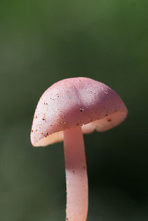 Rosy Bonnet (Mycena rosea) Growing in soil and leaf litter/debris under mostly hardwoods.
https://www.jungledragon.com/image/68703/rosy_bonnet_mycena_rosea.html
https://www.jungledragon.com/image/68699/rosy_bonnet_mycena_rosea.html
https://www.jungledragon.com/image/68701/rosy_bonnet_mycena_rosea.html
https://www.jungledragon.com/image/68700/rosy_bonnets_mycena_rosea.html Fall,Geotagged,Mycena rosea,Rosy bonnet,United States