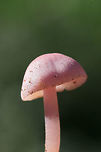 Rosy Bonnet (Mycena rosea) Growing in soil and leaf litter/debris under mostly hardwoods.<br />
https://www.jungledragon.com/image/68703/rosy_bonnet_mycena_rosea.html<br />
https://www.jungledragon.com/image/68699/rosy_bonnet_mycena_rosea.html<br />
https://www.jungledragon.com/image/68701/rosy_bonnet_mycena_rosea.html<br />
https://www.jungledragon.com/image/68700/rosy_bonnets_mycena_rosea.html Fall,Geotagged,Mycena rosea,Rosy bonnet,United States