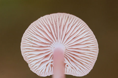 Rosy Bonnet (Mycena rosea) Growing in soil and leaf litter/debris under mostly hardwoods.
https://www.jungledragon.com/image/68699/rosy_bonnet_mycena_rosea.html
https://www.jungledragon.com/image/68702/rosy_bonnet_mycena_rosea.html
https://www.jungledragon.com/image/68701/rosy_bonnet_mycena_rosea.html
https://www.jungledragon.com/image/68700/rosy_bonnets_mycena_rosea.html Fall,Geotagged,Mycena rosea,Rosy bonnet,United States