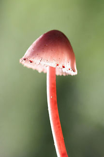 Bleeding Fairy Helmet (Mycena haematopus) Growing on rotting wood below (mostly) hardwoods in a dense mixed forest in Gordon County, Georgia US.
https://www.jungledragon.com/image/68708/bleeding_fairy_helmet_mycena_haematopus.html
https://www.jungledragon.com/image/68707/bleeding_fairy_helmet_mycena_haematopus.html
https://www.jungledragon.com/image/68706/bleeding_fairy_helmet_mycena_haematopus.html
https://www.jungledragon.com/image/68705/bleeding_fairy_helmet_mycena_haematopus.html Bleeding fairy helmet,Fall,Geotagged,Mycena haematopus,United States