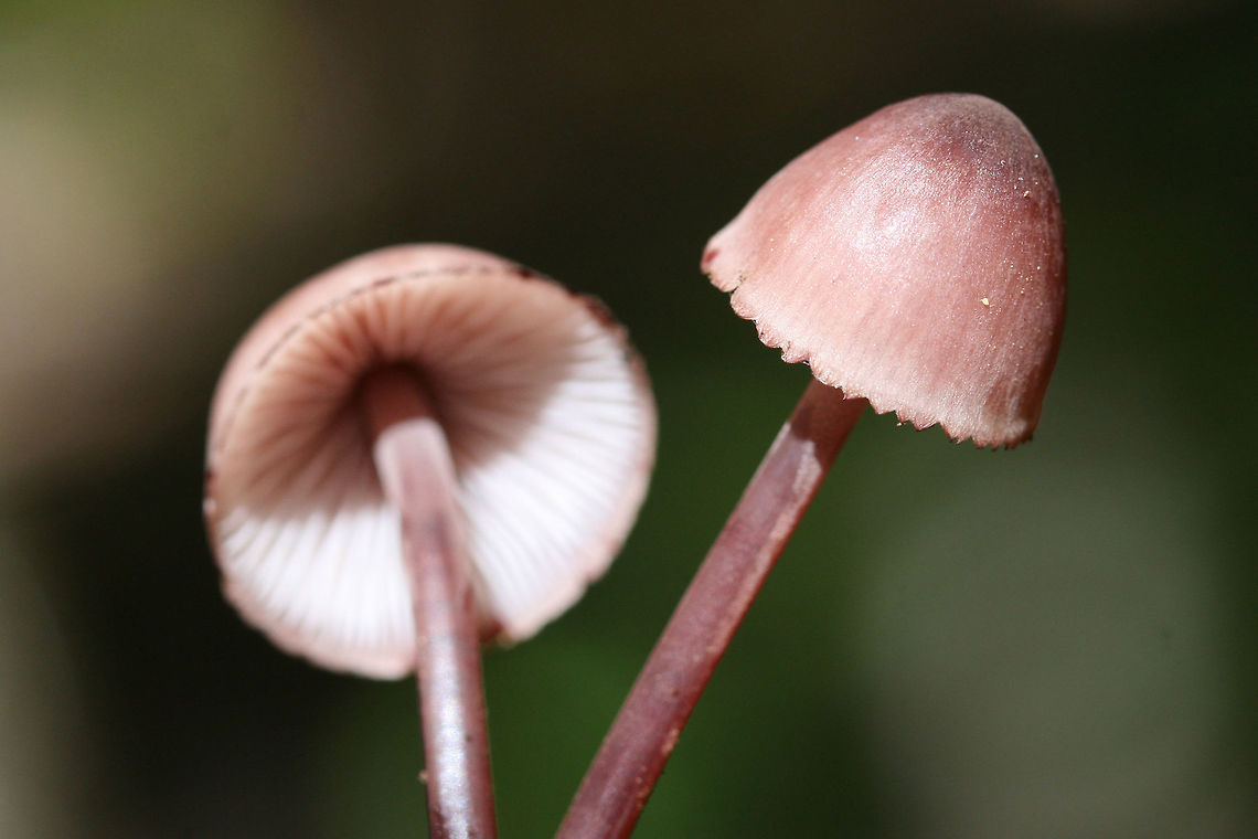 Bleeding Fairy Helmet (Mycena haematopus) Growing on rotting wood below (mostly) hardwoods in a dense mixed forest in Gordon County, Georgia US.<br />
<figure class="photo"><a href="https://www.jungledragon.com/image/68704/bleeding_fairy_helmet_mycena_haematopus.html" title="Bleeding Fairy Helmet (Mycena haematopus)"><img src="https://s3.amazonaws.com/media.jungledragon.com/images/3231/68704_thumb.jpg?AWSAccessKeyId=05GMT0V3GWVNE7GGM1R2&Expires=1770854410&Signature=FTo3ZHBrlYbm5MiXGe6sIme28lY%3D" width="102" height="152" alt="Bleeding Fairy Helmet (Mycena haematopus) Growing on rotting wood below (mostly) hardwoods in a dense mixed forest in Gordon County, Georgia US.<br />
https://www.jungledragon.com/image/68708/bleeding_fairy_helmet_mycena_haematopus.html<br />
https://www.jungledragon.com/image/68707/bleeding_fairy_helmet_mycena_haematopus.html<br />
https://www.jungledragon.com/image/68706/bleeding_fairy_helmet_mycena_haematopus.html<br />
https://www.jungledragon.com/image/68705/bleeding_fairy_helmet_mycena_haematopus.html Bleeding fairy helmet,Fall,Geotagged,Mycena haematopus,United States" /></a></figure><br />
<figure class="photo"><a href="https://www.jungledragon.com/image/68707/bleeding_fairy_helmet_mycena_haematopus.html" title="Bleeding Fairy Helmet (Mycena haematopus)"><img src="https://s3.amazonaws.com/media.jungledragon.com/images/3231/68707_thumb.jpg?AWSAccessKeyId=05GMT0V3GWVNE7GGM1R2&Expires=1770854410&Signature=kvy6fk6emS%2FjNC9Xz49XyfSzCrw%3D" width="102" height="152" alt="Bleeding Fairy Helmet (Mycena haematopus) Growing on rotting wood below (mostly) hardwoods in a dense mixed forest in Gordon County, Georgia US.<br />
https://www.jungledragon.com/image/68704/bleeding_fairy_helmet_mycena_haematopus.html<br />
https://www.jungledragon.com/image/68708/bleeding_fairy_helmet_mycena_haematopus.html<br />
https://www.jungledragon.com/image/68706/bleeding_fairy_helmet_mycena_haematopus.html<br />
https://www.jungledragon.com/image/68705/bleeding_fairy_helmet_mycena_haematopus.html Bleeding fairy helmet,Fall,Geotagged,Mycena haematopus,United States" /></a></figure><br />
<figure class="photo"><a href="https://www.jungledragon.com/image/68706/bleeding_fairy_helmet_mycena_haematopus.html" title="Bleeding Fairy Helmet (Mycena haematopus)"><img src="https://s3.amazonaws.com/media.jungledragon.com/images/3231/68706_thumb.jpg?AWSAccessKeyId=05GMT0V3GWVNE7GGM1R2&Expires=1770854410&Signature=I7FbODUxf1OiGKZPwcDCS%2Fbhv5o%3D" width="200" height="134" alt="Bleeding Fairy Helmet (Mycena haematopus) Growing on rotting wood below (mostly) hardwoods in a dense mixed forest in Gordon County, Georgia US.<br />
https://www.jungledragon.com/image/68704/bleeding_fairy_helmet_mycena_haematopus.html<br />
https://www.jungledragon.com/image/68707/bleeding_fairy_helmet_mycena_haematopus.html<br />
https://www.jungledragon.com/image/68708/bleeding_fairy_helmet_mycena_haematopus.html<br />
https://www.jungledragon.com/image/68705/bleeding_fairy_helmet_mycena_haematopus.html Bleeding fairy helmet,Fall,Geotagged,Mycena haematopus,United States" /></a></figure><br />
<figure class="photo"><a href="https://www.jungledragon.com/image/68708/bleeding_fairy_helmet_mycena_haematopus.html" title="Bleeding Fairy Helmet (Mycena haematopus)"><img src="https://s3.amazonaws.com/media.jungledragon.com/images/3231/68708_thumb.jpg?AWSAccessKeyId=05GMT0V3GWVNE7GGM1R2&Expires=1770854410&Signature=JAEnGf5leI91JhhzNWVBIxsCCPI%3D" width="200" height="134" alt="Bleeding Fairy Helmet (Mycena haematopus) Growing on rotting wood below (mostly) hardwoods in a dense mixed forest in Gordon County, Georgia US.<br />
https://www.jungledragon.com/image/68704/bleeding_fairy_helmet_mycena_haematopus.html<br />
https://www.jungledragon.com/image/68707/bleeding_fairy_helmet_mycena_haematopus.html<br />
https://www.jungledragon.com/image/68706/bleeding_fairy_helmet_mycena_haematopus.html<br />
https://www.jungledragon.com/image/68705/bleeding_fairy_helmet_mycena_haematopus.html Bleeding fairy helmet,Fall,Geotagged,Mycena haematopus,United States" /></a></figure> Bleeding fairy helmet,Fall,Geotagged,Mycena haematopus,United States
