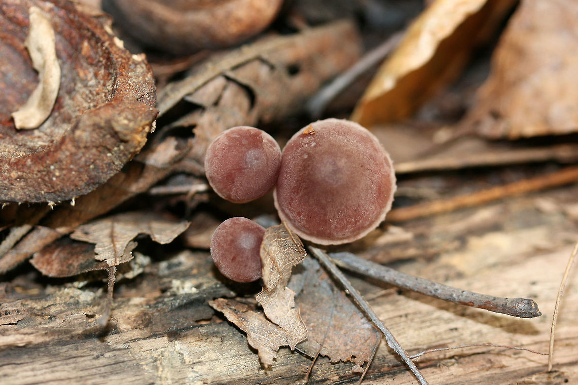 Bleeding Fairy Helmet (Mycena haematopus) Growing on rotting wood below (mostly) hardwoods in a dense mixed forest in Gordon County, Georgia US.<br />
<figure class="photo"><a href="https://www.jungledragon.com/image/68704/bleeding_fairy_helmet_mycena_haematopus.html" title="Bleeding Fairy Helmet (Mycena haematopus)"><img src="https://s3.amazonaws.com/media.jungledragon.com/images/3231/68704_thumb.jpg?AWSAccessKeyId=05GMT0V3GWVNE7GGM1R2&Expires=1767225610&Signature=6vxF%2FezACx5sUMo88dY2XYYuov4%3D" width="102" height="152" alt="Bleeding Fairy Helmet (Mycena haematopus) Growing on rotting wood below (mostly) hardwoods in a dense mixed forest in Gordon County, Georgia US.<br />
https://www.jungledragon.com/image/68708/bleeding_fairy_helmet_mycena_haematopus.html<br />
https://www.jungledragon.com/image/68707/bleeding_fairy_helmet_mycena_haematopus.html<br />
https://www.jungledragon.com/image/68706/bleeding_fairy_helmet_mycena_haematopus.html<br />
https://www.jungledragon.com/image/68705/bleeding_fairy_helmet_mycena_haematopus.html Bleeding fairy helmet,Fall,Geotagged,Mycena haematopus,United States" /></a></figure><br />
<figure class="photo"><a href="https://www.jungledragon.com/image/68707/bleeding_fairy_helmet_mycena_haematopus.html" title="Bleeding Fairy Helmet (Mycena haematopus)"><img src="https://s3.amazonaws.com/media.jungledragon.com/images/3231/68707_thumb.jpg?AWSAccessKeyId=05GMT0V3GWVNE7GGM1R2&Expires=1767225610&Signature=SLKX%2Fkx1FcOAdSjCXqFb%2FwY97qY%3D" width="102" height="152" alt="Bleeding Fairy Helmet (Mycena haematopus) Growing on rotting wood below (mostly) hardwoods in a dense mixed forest in Gordon County, Georgia US.<br />
https://www.jungledragon.com/image/68704/bleeding_fairy_helmet_mycena_haematopus.html<br />
https://www.jungledragon.com/image/68708/bleeding_fairy_helmet_mycena_haematopus.html<br />
https://www.jungledragon.com/image/68706/bleeding_fairy_helmet_mycena_haematopus.html<br />
https://www.jungledragon.com/image/68705/bleeding_fairy_helmet_mycena_haematopus.html Bleeding fairy helmet,Fall,Geotagged,Mycena haematopus,United States" /></a></figure><br />
<figure class="photo"><a href="https://www.jungledragon.com/image/68708/bleeding_fairy_helmet_mycena_haematopus.html" title="Bleeding Fairy Helmet (Mycena haematopus)"><img src="https://s3.amazonaws.com/media.jungledragon.com/images/3231/68708_thumb.jpg?AWSAccessKeyId=05GMT0V3GWVNE7GGM1R2&Expires=1767225610&Signature=E72UUWN1WYAZIet0CWW6XePjdHQ%3D" width="200" height="134" alt="Bleeding Fairy Helmet (Mycena haematopus) Growing on rotting wood below (mostly) hardwoods in a dense mixed forest in Gordon County, Georgia US.<br />
https://www.jungledragon.com/image/68704/bleeding_fairy_helmet_mycena_haematopus.html<br />
https://www.jungledragon.com/image/68707/bleeding_fairy_helmet_mycena_haematopus.html<br />
https://www.jungledragon.com/image/68706/bleeding_fairy_helmet_mycena_haematopus.html<br />
https://www.jungledragon.com/image/68705/bleeding_fairy_helmet_mycena_haematopus.html Bleeding fairy helmet,Fall,Geotagged,Mycena haematopus,United States" /></a></figure><br />
<figure class="photo"><a href="https://www.jungledragon.com/image/68705/bleeding_fairy_helmet_mycena_haematopus.html" title="Bleeding Fairy Helmet (Mycena haematopus)"><img src="https://s3.amazonaws.com/media.jungledragon.com/images/3231/68705_thumb.jpg?AWSAccessKeyId=05GMT0V3GWVNE7GGM1R2&Expires=1767225610&Signature=%2Bdt4WDUCb%2FfNcdyJzwcfN8n%2FHwo%3D" width="200" height="134" alt="Bleeding Fairy Helmet (Mycena haematopus) Growing on rotting wood below (mostly) hardwoods in a dense mixed forest in Gordon County, Georgia US.<br />
https://www.jungledragon.com/image/68704/bleeding_fairy_helmet_mycena_haematopus.html<br />
https://www.jungledragon.com/image/68707/bleeding_fairy_helmet_mycena_haematopus.html<br />
https://www.jungledragon.com/image/68706/bleeding_fairy_helmet_mycena_haematopus.html<br />
https://www.jungledragon.com/image/68708/bleeding_fairy_helmet_mycena_haematopus.html Bleeding fairy helmet,Fall,Geotagged,Mycena haematopus,United States" /></a></figure> Bleeding fairy helmet,Fall,Geotagged,Mycena haematopus,United States