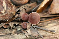 Bleeding Fairy Helmet (Mycena haematopus) Growing on rotting wood below (mostly) hardwoods in a dense mixed forest in Gordon County, Georgia US.<br />
https://www.jungledragon.com/image/68704/bleeding_fairy_helmet_mycena_haematopus.html<br />
https://www.jungledragon.com/image/68707/bleeding_fairy_helmet_mycena_haematopus.html<br />
https://www.jungledragon.com/image/68708/bleeding_fairy_helmet_mycena_haematopus.html<br />
https://www.jungledragon.com/image/68705/bleeding_fairy_helmet_mycena_haematopus.html Bleeding fairy helmet,Fall,Geotagged,Mycena haematopus,United States