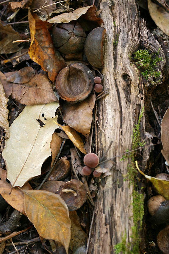 Bleeding Fairy Helmet (Mycena haematopus) Growing on rotting wood below (mostly) hardwoods in a dense mixed forest in Gordon County, Georgia US.<br />
<figure class="photo"><a href="https://www.jungledragon.com/image/68704/bleeding_fairy_helmet_mycena_haematopus.html" title="Bleeding Fairy Helmet (Mycena haematopus)"><img src="https://s3.amazonaws.com/media.jungledragon.com/images/3231/68704_thumb.jpg?AWSAccessKeyId=05GMT0V3GWVNE7GGM1R2&Expires=1770854410&Signature=FTo3ZHBrlYbm5MiXGe6sIme28lY%3D" width="102" height="152" alt="Bleeding Fairy Helmet (Mycena haematopus) Growing on rotting wood below (mostly) hardwoods in a dense mixed forest in Gordon County, Georgia US.<br />
https://www.jungledragon.com/image/68708/bleeding_fairy_helmet_mycena_haematopus.html<br />
https://www.jungledragon.com/image/68707/bleeding_fairy_helmet_mycena_haematopus.html<br />
https://www.jungledragon.com/image/68706/bleeding_fairy_helmet_mycena_haematopus.html<br />
https://www.jungledragon.com/image/68705/bleeding_fairy_helmet_mycena_haematopus.html Bleeding fairy helmet,Fall,Geotagged,Mycena haematopus,United States" /></a></figure><br />
<figure class="photo"><a href="https://www.jungledragon.com/image/68708/bleeding_fairy_helmet_mycena_haematopus.html" title="Bleeding Fairy Helmet (Mycena haematopus)"><img src="https://s3.amazonaws.com/media.jungledragon.com/images/3231/68708_thumb.jpg?AWSAccessKeyId=05GMT0V3GWVNE7GGM1R2&Expires=1770854410&Signature=JAEnGf5leI91JhhzNWVBIxsCCPI%3D" width="200" height="134" alt="Bleeding Fairy Helmet (Mycena haematopus) Growing on rotting wood below (mostly) hardwoods in a dense mixed forest in Gordon County, Georgia US.<br />
https://www.jungledragon.com/image/68704/bleeding_fairy_helmet_mycena_haematopus.html<br />
https://www.jungledragon.com/image/68707/bleeding_fairy_helmet_mycena_haematopus.html<br />
https://www.jungledragon.com/image/68706/bleeding_fairy_helmet_mycena_haematopus.html<br />
https://www.jungledragon.com/image/68705/bleeding_fairy_helmet_mycena_haematopus.html Bleeding fairy helmet,Fall,Geotagged,Mycena haematopus,United States" /></a></figure><br />
<figure class="photo"><a href="https://www.jungledragon.com/image/68706/bleeding_fairy_helmet_mycena_haematopus.html" title="Bleeding Fairy Helmet (Mycena haematopus)"><img src="https://s3.amazonaws.com/media.jungledragon.com/images/3231/68706_thumb.jpg?AWSAccessKeyId=05GMT0V3GWVNE7GGM1R2&Expires=1770854410&Signature=I7FbODUxf1OiGKZPwcDCS%2Fbhv5o%3D" width="200" height="134" alt="Bleeding Fairy Helmet (Mycena haematopus) Growing on rotting wood below (mostly) hardwoods in a dense mixed forest in Gordon County, Georgia US.<br />
https://www.jungledragon.com/image/68704/bleeding_fairy_helmet_mycena_haematopus.html<br />
https://www.jungledragon.com/image/68707/bleeding_fairy_helmet_mycena_haematopus.html<br />
https://www.jungledragon.com/image/68708/bleeding_fairy_helmet_mycena_haematopus.html<br />
https://www.jungledragon.com/image/68705/bleeding_fairy_helmet_mycena_haematopus.html Bleeding fairy helmet,Fall,Geotagged,Mycena haematopus,United States" /></a></figure><br />
<figure class="photo"><a href="https://www.jungledragon.com/image/68705/bleeding_fairy_helmet_mycena_haematopus.html" title="Bleeding Fairy Helmet (Mycena haematopus)"><img src="https://s3.amazonaws.com/media.jungledragon.com/images/3231/68705_thumb.jpg?AWSAccessKeyId=05GMT0V3GWVNE7GGM1R2&Expires=1770854410&Signature=4cd4weiEEhHw28L582lnmOUo410%3D" width="200" height="134" alt="Bleeding Fairy Helmet (Mycena haematopus) Growing on rotting wood below (mostly) hardwoods in a dense mixed forest in Gordon County, Georgia US.<br />
https://www.jungledragon.com/image/68704/bleeding_fairy_helmet_mycena_haematopus.html<br />
https://www.jungledragon.com/image/68707/bleeding_fairy_helmet_mycena_haematopus.html<br />
https://www.jungledragon.com/image/68706/bleeding_fairy_helmet_mycena_haematopus.html<br />
https://www.jungledragon.com/image/68708/bleeding_fairy_helmet_mycena_haematopus.html Bleeding fairy helmet,Fall,Geotagged,Mycena haematopus,United States" /></a></figure> Bleeding fairy helmet,Fall,Geotagged,Mycena haematopus,United States