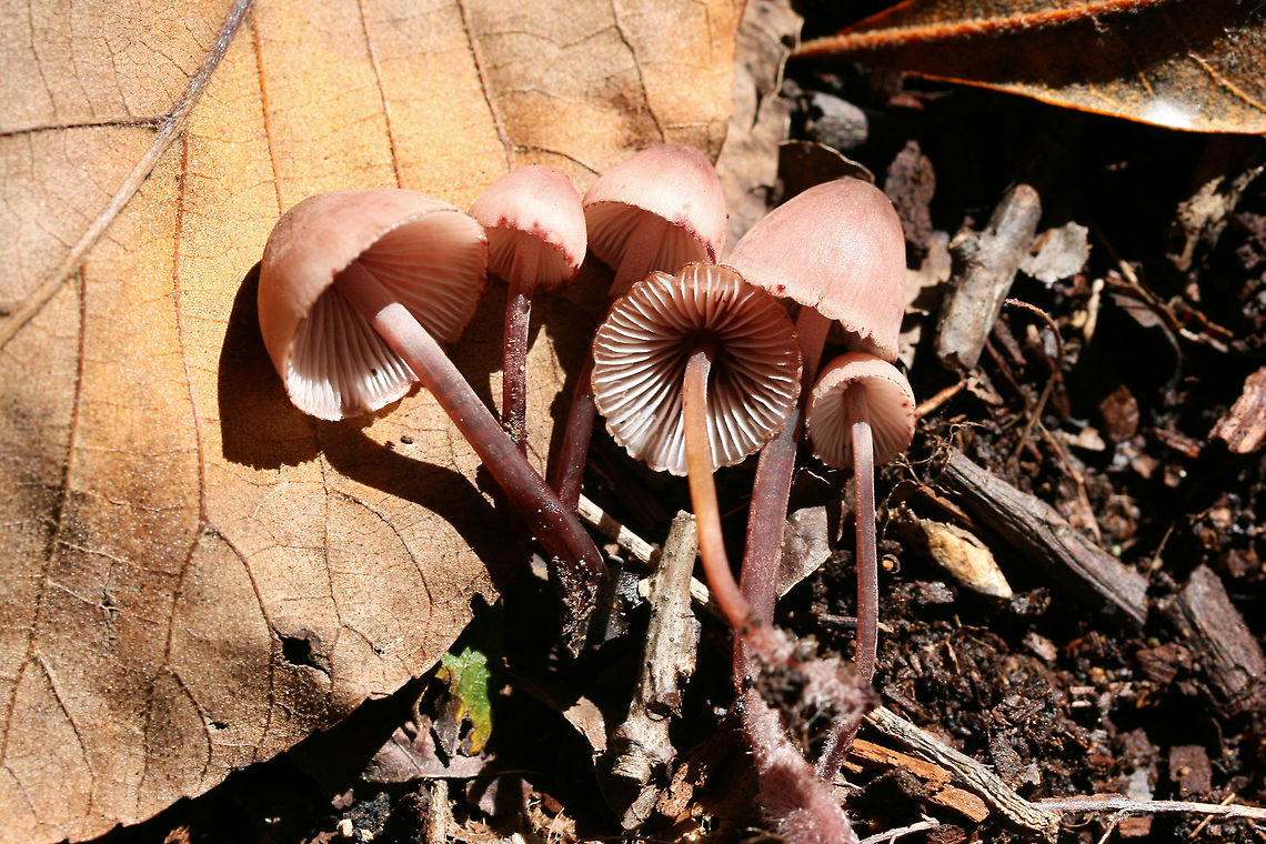 Bleeding Fairy Helmet (Mycena haematopus) Growing on rotting wood below (mostly) hardwoods in a dense mixed forest in Gordon County, Georgia US.<br />
<figure class="photo"><a href="https://www.jungledragon.com/image/68704/bleeding_fairy_helmet_mycena_haematopus.html" title="Bleeding Fairy Helmet (Mycena haematopus)"><img src="https://s3.amazonaws.com/media.jungledragon.com/images/3231/68704_thumb.jpg?AWSAccessKeyId=05GMT0V3GWVNE7GGM1R2&Expires=1770854410&Signature=FTo3ZHBrlYbm5MiXGe6sIme28lY%3D" width="102" height="152" alt="Bleeding Fairy Helmet (Mycena haematopus) Growing on rotting wood below (mostly) hardwoods in a dense mixed forest in Gordon County, Georgia US.<br />
https://www.jungledragon.com/image/68708/bleeding_fairy_helmet_mycena_haematopus.html<br />
https://www.jungledragon.com/image/68707/bleeding_fairy_helmet_mycena_haematopus.html<br />
https://www.jungledragon.com/image/68706/bleeding_fairy_helmet_mycena_haematopus.html<br />
https://www.jungledragon.com/image/68705/bleeding_fairy_helmet_mycena_haematopus.html Bleeding fairy helmet,Fall,Geotagged,Mycena haematopus,United States" /></a></figure><br />
<figure class="photo"><a href="https://www.jungledragon.com/image/68707/bleeding_fairy_helmet_mycena_haematopus.html" title="Bleeding Fairy Helmet (Mycena haematopus)"><img src="https://s3.amazonaws.com/media.jungledragon.com/images/3231/68707_thumb.jpg?AWSAccessKeyId=05GMT0V3GWVNE7GGM1R2&Expires=1770854410&Signature=kvy6fk6emS%2FjNC9Xz49XyfSzCrw%3D" width="102" height="152" alt="Bleeding Fairy Helmet (Mycena haematopus) Growing on rotting wood below (mostly) hardwoods in a dense mixed forest in Gordon County, Georgia US.<br />
https://www.jungledragon.com/image/68704/bleeding_fairy_helmet_mycena_haematopus.html<br />
https://www.jungledragon.com/image/68708/bleeding_fairy_helmet_mycena_haematopus.html<br />
https://www.jungledragon.com/image/68706/bleeding_fairy_helmet_mycena_haematopus.html<br />
https://www.jungledragon.com/image/68705/bleeding_fairy_helmet_mycena_haematopus.html Bleeding fairy helmet,Fall,Geotagged,Mycena haematopus,United States" /></a></figure><br />
<figure class="photo"><a href="https://www.jungledragon.com/image/68706/bleeding_fairy_helmet_mycena_haematopus.html" title="Bleeding Fairy Helmet (Mycena haematopus)"><img src="https://s3.amazonaws.com/media.jungledragon.com/images/3231/68706_thumb.jpg?AWSAccessKeyId=05GMT0V3GWVNE7GGM1R2&Expires=1770854410&Signature=I7FbODUxf1OiGKZPwcDCS%2Fbhv5o%3D" width="200" height="134" alt="Bleeding Fairy Helmet (Mycena haematopus) Growing on rotting wood below (mostly) hardwoods in a dense mixed forest in Gordon County, Georgia US.<br />
https://www.jungledragon.com/image/68704/bleeding_fairy_helmet_mycena_haematopus.html<br />
https://www.jungledragon.com/image/68707/bleeding_fairy_helmet_mycena_haematopus.html<br />
https://www.jungledragon.com/image/68708/bleeding_fairy_helmet_mycena_haematopus.html<br />
https://www.jungledragon.com/image/68705/bleeding_fairy_helmet_mycena_haematopus.html Bleeding fairy helmet,Fall,Geotagged,Mycena haematopus,United States" /></a></figure><br />
<figure class="photo"><a href="https://www.jungledragon.com/image/68705/bleeding_fairy_helmet_mycena_haematopus.html" title="Bleeding Fairy Helmet (Mycena haematopus)"><img src="https://s3.amazonaws.com/media.jungledragon.com/images/3231/68705_thumb.jpg?AWSAccessKeyId=05GMT0V3GWVNE7GGM1R2&Expires=1770854410&Signature=4cd4weiEEhHw28L582lnmOUo410%3D" width="200" height="134" alt="Bleeding Fairy Helmet (Mycena haematopus) Growing on rotting wood below (mostly) hardwoods in a dense mixed forest in Gordon County, Georgia US.<br />
https://www.jungledragon.com/image/68704/bleeding_fairy_helmet_mycena_haematopus.html<br />
https://www.jungledragon.com/image/68707/bleeding_fairy_helmet_mycena_haematopus.html<br />
https://www.jungledragon.com/image/68706/bleeding_fairy_helmet_mycena_haematopus.html<br />
https://www.jungledragon.com/image/68708/bleeding_fairy_helmet_mycena_haematopus.html Bleeding fairy helmet,Fall,Geotagged,Mycena haematopus,United States" /></a></figure> Bleeding fairy helmet,Fall,Geotagged,Mycena haematopus,United States