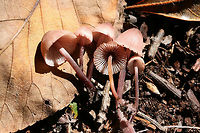 Bleeding Fairy Helmet (Mycena haematopus) Growing on rotting wood below (mostly) hardwoods in a dense mixed forest in Gordon County, Georgia US.<br />
https://www.jungledragon.com/image/68704/bleeding_fairy_helmet_mycena_haematopus.html<br />
https://www.jungledragon.com/image/68707/bleeding_fairy_helmet_mycena_haematopus.html<br />
https://www.jungledragon.com/image/68706/bleeding_fairy_helmet_mycena_haematopus.html<br />
https://www.jungledragon.com/image/68705/bleeding_fairy_helmet_mycena_haematopus.html Bleeding fairy helmet,Fall,Geotagged,Mycena haematopus,United States