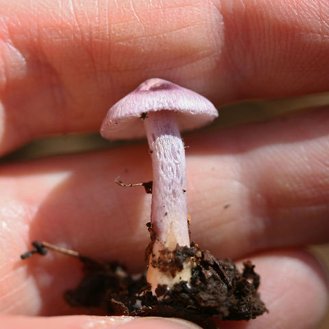 Lilac Fibrecap (Inocybe lilacina group) Growing in leaf litter/debris below hardwoods in a dense mixed forest. Yellow base/basal mycelium.
https://www.jungledragon.com/image/68730/cortinarius_sp.html Fall,Geotagged,Inocybe lilacina,United States