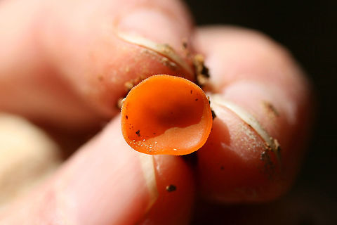 Orange Peel Fungus (Aleuria aurantia) Growing on chert/soil on a driveway surrounded by a dense mixed hardwood/coniferous forest.
https://www.jungledragon.com/image/68733/orange_peel_fungus_aleuria_aurantia.html Aleuria aurantia,Fall,Geotagged,Orange peel fungus,United States