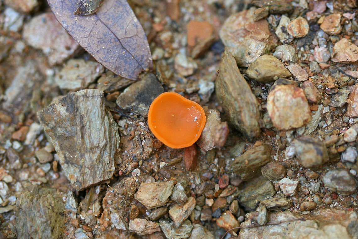 Orange Peel Fungus (Aleuria aurantia) Growing on chert/soil on a driveway surrounded by a dense mixed hardwood/coniferous forest.<br />
<figure class="photo"><a href="https://www.jungledragon.com/image/68732/orange_peel_fungus_aleuria_aurantia.html" title="Orange Peel Fungus (Aleuria aurantia)"><img src="https://s3.amazonaws.com/media.jungledragon.com/images/3231/68732_thumb.jpg?AWSAccessKeyId=05GMT0V3GWVNE7GGM1R2&Expires=1767225610&Signature=lvqSlQ5Ke8vVsp6O3XQT6DBO2FI%3D" width="200" height="134" alt="Orange Peel Fungus (Aleuria aurantia) Growing on chert/soil on a driveway surrounded by a dense mixed hardwood/coniferous forest.<br />
https://www.jungledragon.com/image/68733/orange_peel_fungus_aleuria_aurantia.html Aleuria aurantia,Fall,Geotagged,Orange peel fungus,United States" /></a></figure> Aleuria aurantia,Fall,Geotagged,Orange peel fungus,United States