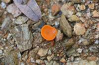 Orange Peel Fungus (Aleuria aurantia) Growing on chert/soil on a driveway surrounded by a dense mixed hardwood/coniferous forest.<br />
https://www.jungledragon.com/image/68732/orange_peel_fungus_aleuria_aurantia.html Aleuria aurantia,Fall,Geotagged,Orange peel fungus,United States