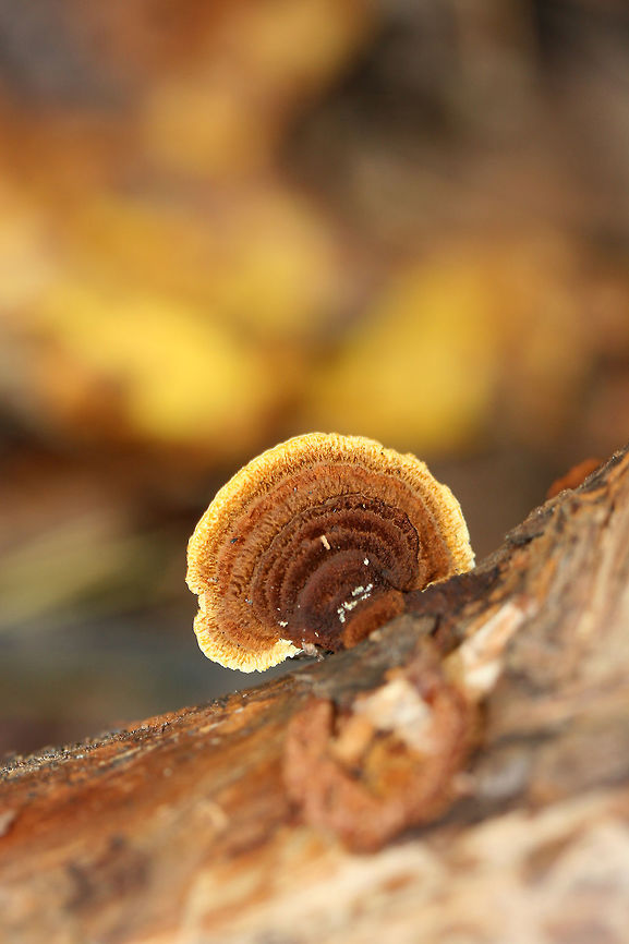 Conifer Mazegill (Gloeophyllum sepiarium) Growing on a fallen/dead pine in a valley of a dense mixed hardwood/coniferous forest.<br />
 Fall,Geotagged,Gloeophyllum sepiarium,Rusty gilled polypore,United States