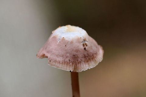 Lilac Bonnet (Mycena pura group) Growing at the base of a ridge below pines (near a mixed wood pile).
https://www.jungledragon.com/image/68737/unknown_mycena_sp.html
 Fall,Geotagged,Lilac bonnet,Mycena pura,United States