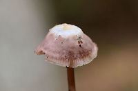 Lilac Bonnet (Mycena pura group) Growing at the base of a ridge below pines (near a mixed wood pile).<br />
https://www.jungledragon.com/image/68737/unknown_mycena_sp.html<br />
 Fall,Geotagged,Lilac bonnet,Mycena pura,United States
