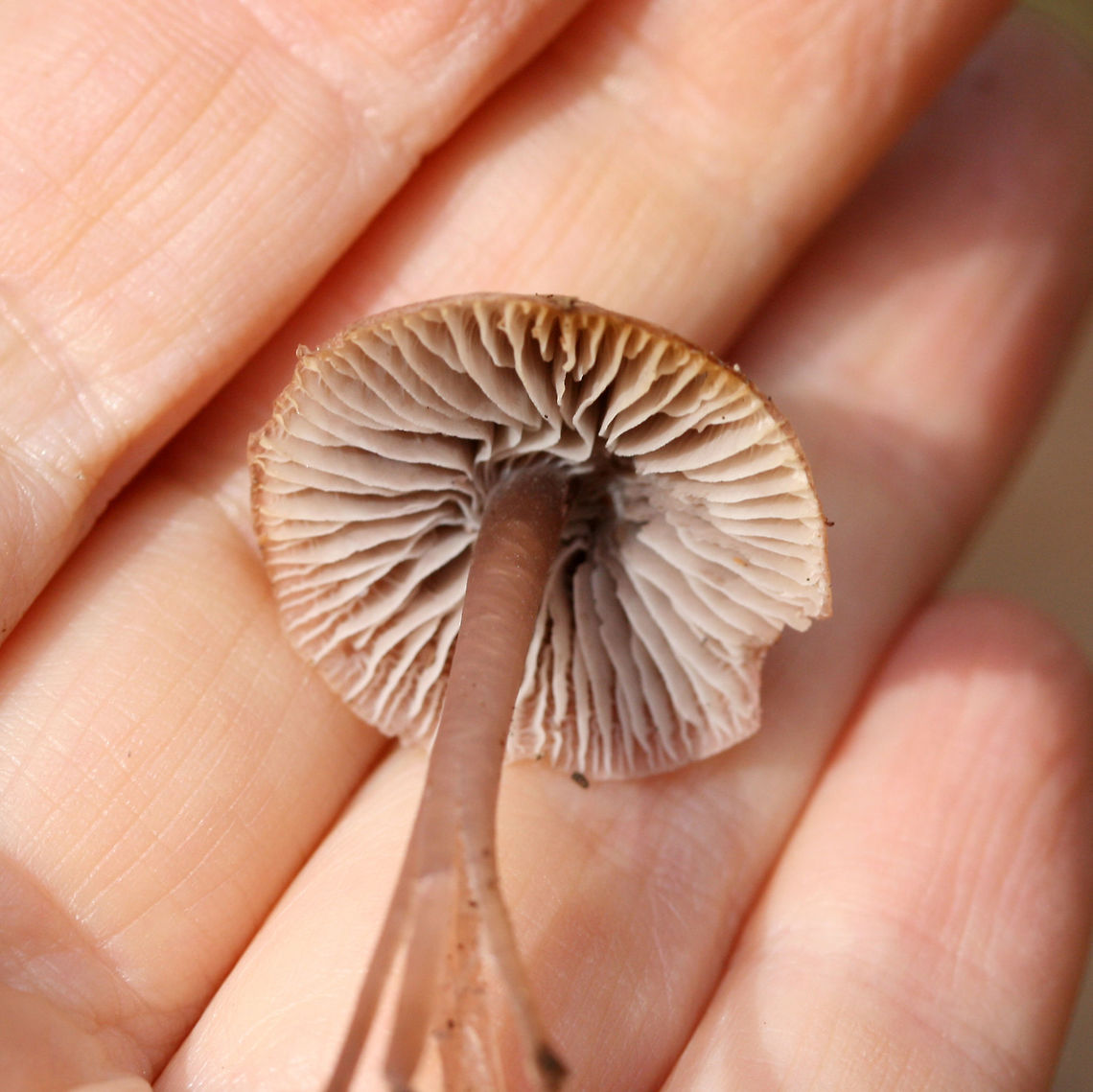 Lilac Bonnet (Mycena pura group) Growing at the base of a ridge below pines (near a mixed wood pile).<br />
<figure class="photo"><a href="https://www.jungledragon.com/image/68736/lilac_bonnet_mycena_pura_group.html" title="Lilac Bonnet (Mycena pura group)"><img src="https://s3.amazonaws.com/media.jungledragon.com/images/3231/68736_thumb.jpg?AWSAccessKeyId=05GMT0V3GWVNE7GGM1R2&Expires=1770854410&Signature=LYFyZPjLHB4n5R%2FxVp91svwepTs%3D" width="200" height="134" alt="Lilac Bonnet (Mycena pura group) Growing at the base of a ridge below pines (near a mixed wood pile).<br />
https://www.jungledragon.com/image/68737/unknown_mycena_sp.html<br />
 Fall,Geotagged,Lilac bonnet,Mycena pura,United States" /></a></figure> Fall,Geotagged,Lilac bonnet,Mycena pura,United States