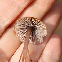 Lilac Bonnet (Mycena pura group) Growing at the base of a ridge below pines (near a mixed wood pile).<br />
https://www.jungledragon.com/image/68736/unknown_mycena_sp.html Fall,Geotagged,Lilac bonnet,Mycena pura,United States