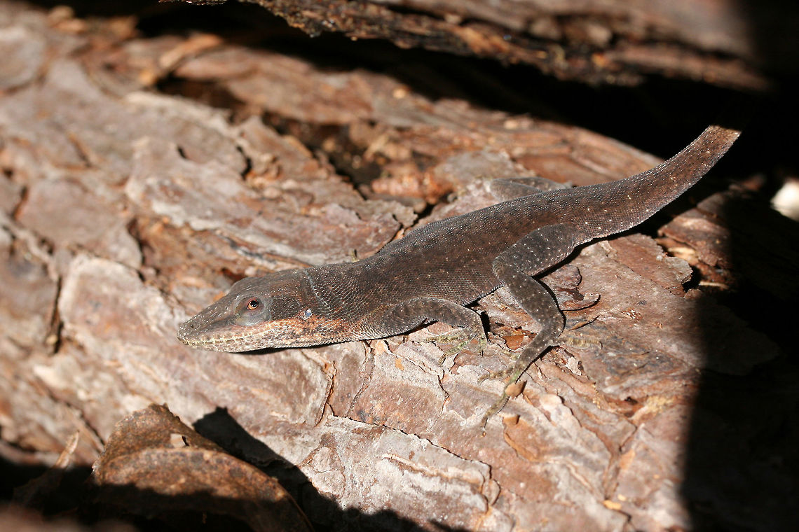 Carolina Anole (Anolis carolinensis) Basking on a fallen pine log at a forest edge on a cool fall day.<br />
<br />
Carolina anoles have the ability to change between two primary shades, green and gray-brown. Skin color may change in response to ambient temperature, sexual arousal, or environmental stress. Anolis carolinensis,Carolina anole,Fall,Geotagged,United States
