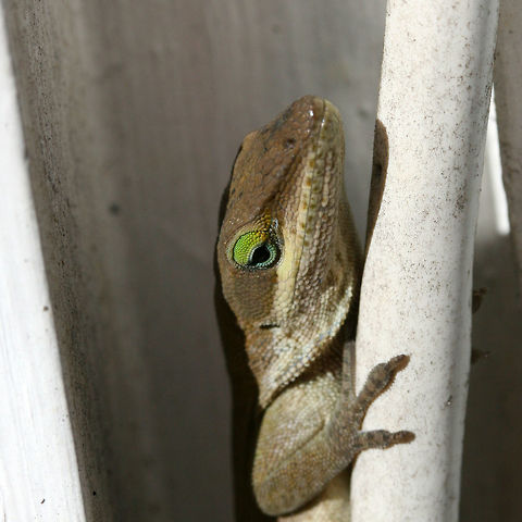 Carolina Anole (Anolis carolinensis) Basking on a back porch in a residential area. 
Carolina anoles have the ability to change between two primary shades, green and gray-brown. Skin color may change in response to ambient temperature, sexual arousal, or environmental stress.
https://www.jungledragon.com/image/68740/carolina_anole_anolis_carolinensis.html
https://www.jungledragon.com/image/68741/carolina_anole_anolis_carolinensis.html Anolis carolinensis,Carolina anole,Fall,Geotagged,United States