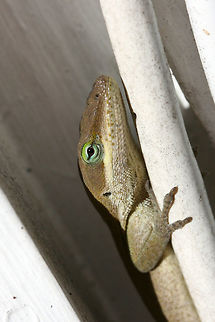 Carolina Anole (Anolis carolinensis) Basking on a back porch in a residential area.

Carolina anoles have the ability to change between two primary shades, green and gray-brown. Skin color may change in response to ambient temperature, sexual arousal, or environmental stress.
https://www.jungledragon.com/image/68739/carolina_anole_anolis_carolinensis.html
https://www.jungledragon.com/image/68741/carolina_anole_anolis_carolinensis.html Anolis carolinensis,Carolina anole,Fall,Geotagged,United States