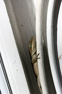 Carolina Anole (Anolis carolinensis) Basking on a back porch in a residential area.

Carolina anoles have the ability to change between two primary shades, green and gray-brown. Skin color may change in response to ambient temperature, sexual arousal, or environmental stress.
https://www.jungledragon.com/image/68740/carolina_anole_anolis_carolinensis.html
https://www.jungledragon.com/image/68739/carolina_anole_anolis_carolinensis.html Anolis carolinensis,Carolina anole,Fall,Geotagged,United States