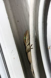 Carolina Anole (Anolis carolinensis) Basking on a back porch in a residential area.<br />
<br />
Carolina anoles have the ability to change between two primary shades, green and gray-brown. Skin color may change in response to ambient temperature, sexual arousal, or environmental stress.<br />
https://www.jungledragon.com/image/68740/carolina_anole_anolis_carolinensis.html<br />
https://www.jungledragon.com/image/68739/carolina_anole_anolis_carolinensis.html Anolis carolinensis,Carolina anole,Fall,Geotagged,United States