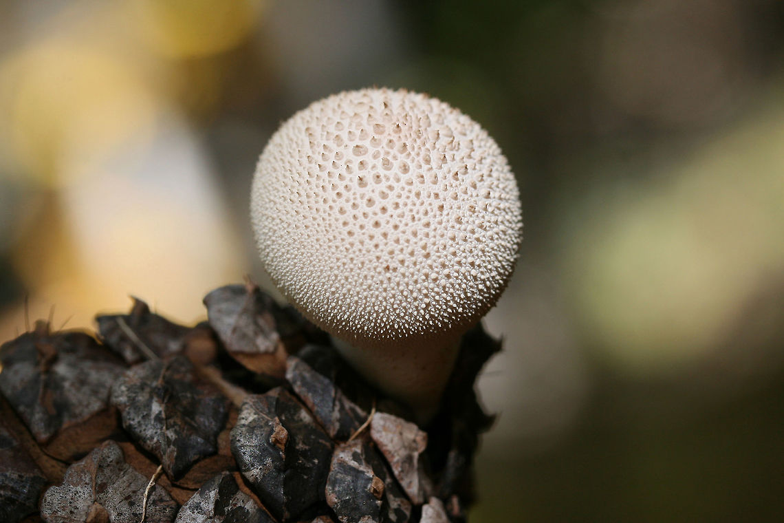 Gem-Studded Puffball (Lycoperdon perlatum) Puffballs growing from a pine cone on a forest floor.<br />
<figure class="photo"><a href="https://www.jungledragon.com/image/68744/gem-studded_puffball_lycoperdon_perlatum.html" title="Gem-Studded Puffball (Lycoperdon perlatum)"><img src="https://s3.amazonaws.com/media.jungledragon.com/images/3231/68744_thumb.jpg?AWSAccessKeyId=05GMT0V3GWVNE7GGM1R2&Expires=1759968010&Signature=qI7YEF3j8%2BP2FzaO1e5PW5WINXY%3D" width="200" height="134" alt="Gem-Studded Puffball (Lycoperdon perlatum) Puffballs growing from a pine cone on a forest floor.<br />
https://www.jungledragon.com/image/68743/gem-studded_puffball_lycoperdon_perlatum.html Common puffball,Fall,Geotagged,Lycoperdon perlatum,United States" /></a></figure> Common puffball,Fall,Geotagged,Lycoperdon perlatum,United States