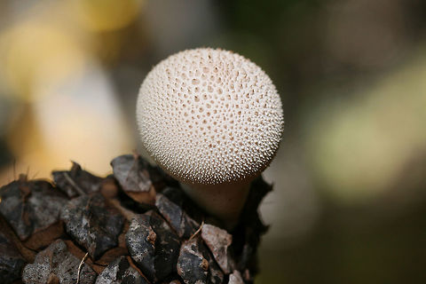 Gem-Studded Puffball (Lycoperdon perlatum) Puffballs growing from a pine cone on a forest floor.
https://www.jungledragon.com/image/68744/gem-studded_puffball_lycoperdon_perlatum.html Common puffball,Fall,Geotagged,Lycoperdon perlatum,United States