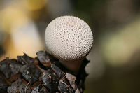Gem-Studded Puffball (Lycoperdon perlatum) Puffballs growing from a pine cone on a forest floor.<br />
https://www.jungledragon.com/image/68744/gem-studded_puffball_lycoperdon_perlatum.html Common puffball,Fall,Geotagged,Lycoperdon perlatum,United States