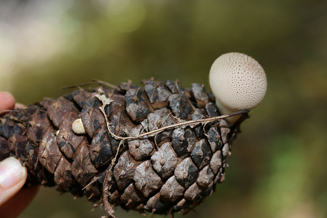 Gem-Studded Puffball (Lycoperdon perlatum) Puffballs growing from a pine cone on a forest floor.<br />
<figure class="photo"><a href="https://www.jungledragon.com/image/68743/gem-studded_puffball_lycoperdon_perlatum.html" title="Gem-Studded Puffball (Lycoperdon perlatum)"><img src="https://s3.amazonaws.com/media.jungledragon.com/images/3231/68743_thumb.jpg?AWSAccessKeyId=05GMT0V3GWVNE7GGM1R2&Expires=1769040010&Signature=BqTFYM1udNAnCIkL0qFrYdoah9o%3D" width="200" height="134" alt="Gem-Studded Puffball (Lycoperdon perlatum) Puffballs growing from a pine cone on a forest floor.<br />
https://www.jungledragon.com/image/68744/gem-studded_puffball_lycoperdon_perlatum.html Common puffball,Fall,Geotagged,Lycoperdon perlatum,United States" /></a></figure> Common puffball,Fall,Geotagged,Lycoperdon perlatum,United States