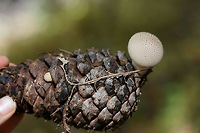 Gem-Studded Puffball (Lycoperdon perlatum) Puffballs growing from a pine cone on a forest floor.<br />
https://www.jungledragon.com/image/68743/gem-studded_puffball_lycoperdon_perlatum.html Common puffball,Fall,Geotagged,Lycoperdon perlatum,United States