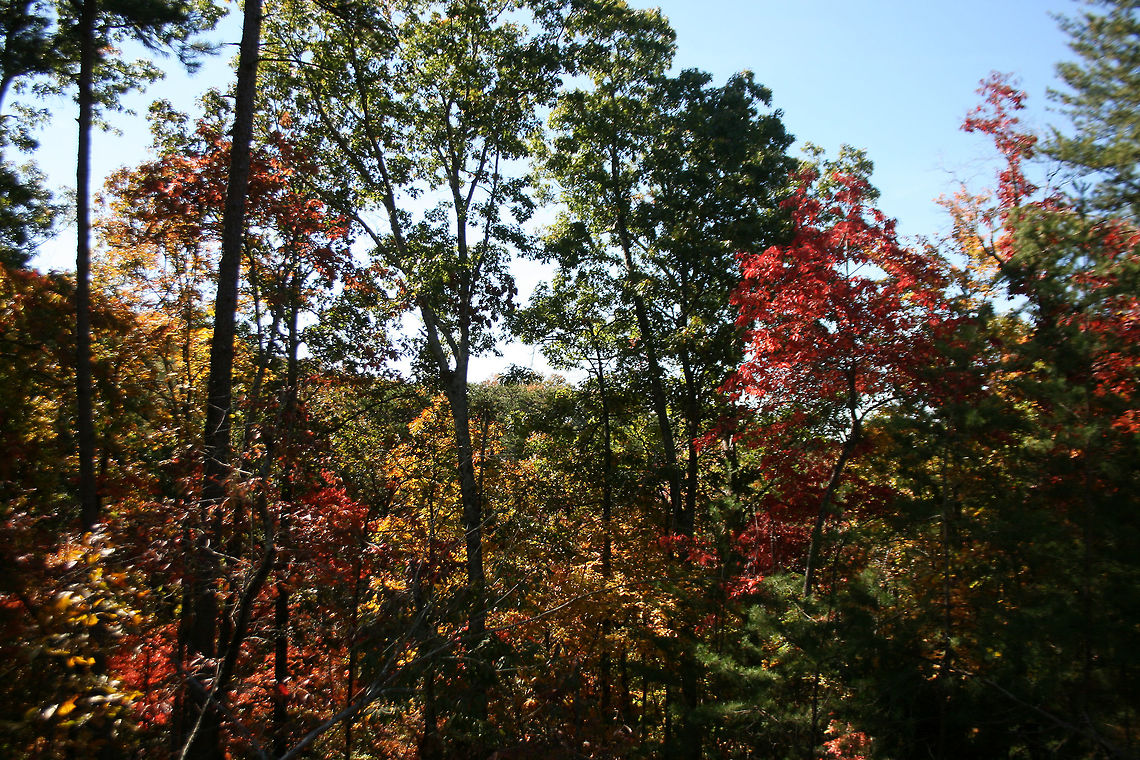 Autumn 2018 - Gordon County, Georgia, USA Dense mixed forest in Northwest Georgia, USA. <br />
<br />
These are views from our driveway and walking path!<br />
<figure class="photo"><a href="https://www.jungledragon.com/image/68755/autumn_2018_-_gordon_county_georgia_usa.html" title="Autumn 2018 - Gordon County, Georgia, USA"><img src="https://s3.amazonaws.com/media.jungledragon.com/images/3231/68755_thumb.jpg?AWSAccessKeyId=05GMT0V3GWVNE7GGM1R2&Expires=1767225610&Signature=x27%2BfPZN4oWRr9TwO4XDrGvXsow%3D" width="200" height="134" alt="Autumn 2018 - Gordon County, Georgia, USA Dense mixed forest in Northwest Georgia, USA. <br />
<br />
These are views from our driveway and walking path!<br />
https://www.jungledragon.com/image/68751/autumn_2018_-_gordon_county_georgia_usa.html<br />
https://www.jungledragon.com/image/68754/autumn_2018_-_gordon_county_georgia_usa.html<br />
https://www.jungledragon.com/image/68752/autumn_2018_-_gordon_county_georgia_usa.html Fall,Geotagged,United States" /></a></figure><br />
<figure class="photo"><a href="https://www.jungledragon.com/image/68754/autumn_2018_-_gordon_county_georgia_usa.html" title="Autumn 2018 - Gordon County, Georgia, USA"><img src="https://s3.amazonaws.com/media.jungledragon.com/images/3231/68754_thumb.jpg?AWSAccessKeyId=05GMT0V3GWVNE7GGM1R2&Expires=1767225610&Signature=K%2FTlmMR5beK9TUftmpyz6gDXaMg%3D" width="102" height="152" alt="Autumn 2018 - Gordon County, Georgia, USA Dense mixed forest in Northwest Georgia, USA. <br />
<br />
These are views from our driveway and walking path!<br />
https://www.jungledragon.com/image/68751/autumn_2018_-_gordon_county_georgia_usa.html<br />
https://www.jungledragon.com/image/68755/autumn_2018_-_gordon_county_georgia_usa.html<br />
https://www.jungledragon.com/image/68752/autumn_2018_-_gordon_county_georgia_usa.html Fall,Geotagged,United States" /></a></figure><br />
<figure class="photo"><a href="https://www.jungledragon.com/image/68752/autumn_2018_-_gordon_county_georgia_usa.html" title="Autumn 2018 - Gordon County, Georgia, USA"><img src="https://s3.amazonaws.com/media.jungledragon.com/images/3231/68752_thumb.jpg?AWSAccessKeyId=05GMT0V3GWVNE7GGM1R2&Expires=1767225610&Signature=DQ4d5ALBL5Y4Zz9yJ2P%2BfQCSSk8%3D" width="102" height="152" alt="Autumn 2018 - Gordon County, Georgia, USA Dense mixed forest in Northwest Georgia, USA. <br />
<br />
These are views from our driveway and walking path!<br />
https://www.jungledragon.com/image/68751/autumn_2018_-_gordon_county_georgia_usa.html<br />
https://www.jungledragon.com/image/68754/autumn_2018_-_gordon_county_georgia_usa.html<br />
https://www.jungledragon.com/image/68755/autumn_2018_-_gordon_county_georgia_usa.html Fall,Geotagged,United States" /></a></figure> Fall,Geotagged,United States
