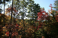 Autumn 2018 - Gordon County, Georgia, USA Dense mixed forest in Northwest Georgia, USA. <br />
<br />
These are views from our driveway and walking path!<br />
https://www.jungledragon.com/image/68755/autumn_2018_-_gordon_county_georgia_usa.html<br />
https://www.jungledragon.com/image/68754/autumn_2018_-_gordon_county_georgia_usa.html<br />
https://www.jungledragon.com/image/68752/autumn_2018_-_gordon_county_georgia_usa.html Fall,Geotagged,United States