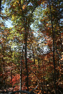 Autumn 2018 - Gordon County, Georgia, USA Dense mixed forest in Northwest Georgia, USA. 

These are views from our driveway and walking path!
https://www.jungledragon.com/image/68751/autumn_2018_-_gordon_county_georgia_usa.html
https://www.jungledragon.com/image/68754/autumn_2018_-_gordon_county_georgia_usa.html
https://www.jungledragon.com/image/68755/autumn_2018_-_gordon_county_georgia_usa.html Fall,Geotagged,United States