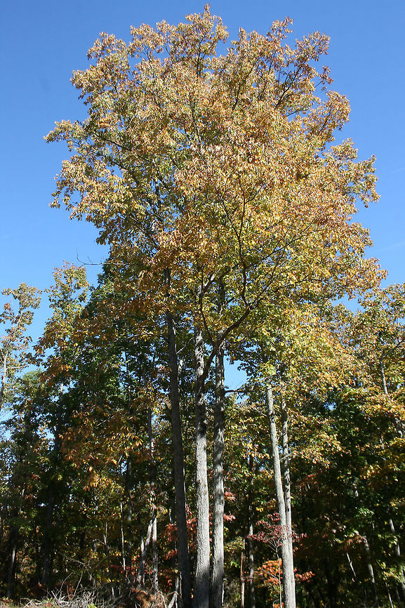 Chestnut Oaks (Quercus montana) At the edge of a dense mixed forest. Chestnut oak,Fall,Geotagged,Quercus montana,United States
