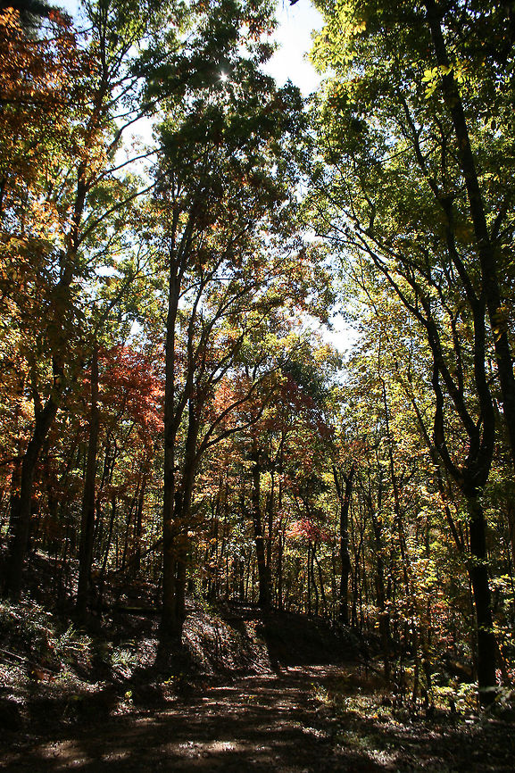 Autumn 2018 - Gordon County, Georgia, USA Dense mixed forest in Northwest Georgia, USA. <br />
<br />
These are views from our driveway and walking path!<br />
<figure class="photo"><a href="https://www.jungledragon.com/image/68751/autumn_2018_-_gordon_county_georgia_usa.html" title="Autumn 2018 - Gordon County, Georgia, USA"><img src="https://s3.amazonaws.com/media.jungledragon.com/images/3231/68751_thumb.jpg?AWSAccessKeyId=05GMT0V3GWVNE7GGM1R2&Expires=1759968010&Signature=hnGHWStEggcxUbYffismfVDwtJ4%3D" width="200" height="134" alt="Autumn 2018 - Gordon County, Georgia, USA Dense mixed forest in Northwest Georgia, USA. <br />
<br />
These are views from our driveway and walking path!<br />
https://www.jungledragon.com/image/68755/autumn_2018_-_gordon_county_georgia_usa.html<br />
https://www.jungledragon.com/image/68754/autumn_2018_-_gordon_county_georgia_usa.html<br />
https://www.jungledragon.com/image/68752/autumn_2018_-_gordon_county_georgia_usa.html Fall,Geotagged,United States" /></a></figure><br />
<figure class="photo"><a href="https://www.jungledragon.com/image/68755/autumn_2018_-_gordon_county_georgia_usa.html" title="Autumn 2018 - Gordon County, Georgia, USA"><img src="https://s3.amazonaws.com/media.jungledragon.com/images/3231/68755_thumb.jpg?AWSAccessKeyId=05GMT0V3GWVNE7GGM1R2&Expires=1759968010&Signature=7wKNrfs%2FJVbP6mkIyUAYnutxlqw%3D" width="200" height="134" alt="Autumn 2018 - Gordon County, Georgia, USA Dense mixed forest in Northwest Georgia, USA. <br />
<br />
These are views from our driveway and walking path!<br />
https://www.jungledragon.com/image/68751/autumn_2018_-_gordon_county_georgia_usa.html<br />
https://www.jungledragon.com/image/68754/autumn_2018_-_gordon_county_georgia_usa.html<br />
https://www.jungledragon.com/image/68752/autumn_2018_-_gordon_county_georgia_usa.html Fall,Geotagged,United States" /></a></figure><br />
<figure class="photo"><a href="https://www.jungledragon.com/image/68752/autumn_2018_-_gordon_county_georgia_usa.html" title="Autumn 2018 - Gordon County, Georgia, USA"><img src="https://s3.amazonaws.com/media.jungledragon.com/images/3231/68752_thumb.jpg?AWSAccessKeyId=05GMT0V3GWVNE7GGM1R2&Expires=1759968010&Signature=6Xx4vgsiIZDIYPm3gRe65e4O2%2FI%3D" width="102" height="152" alt="Autumn 2018 - Gordon County, Georgia, USA Dense mixed forest in Northwest Georgia, USA. <br />
<br />
These are views from our driveway and walking path!<br />
https://www.jungledragon.com/image/68751/autumn_2018_-_gordon_county_georgia_usa.html<br />
https://www.jungledragon.com/image/68754/autumn_2018_-_gordon_county_georgia_usa.html<br />
https://www.jungledragon.com/image/68755/autumn_2018_-_gordon_county_georgia_usa.html Fall,Geotagged,United States" /></a></figure> Fall,Geotagged,United States