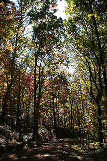 Autumn 2018 - Gordon County, Georgia, USA Dense mixed forest in Northwest Georgia, USA. 

These are views from our driveway and walking path!
https://www.jungledragon.com/image/68751/autumn_2018_-_gordon_county_georgia_usa.html
https://www.jungledragon.com/image/68755/autumn_2018_-_gordon_county_georgia_usa.html
https://www.jungledragon.com/image/68752/autumn_2018_-_gordon_county_georgia_usa.html Fall,Geotagged,United States