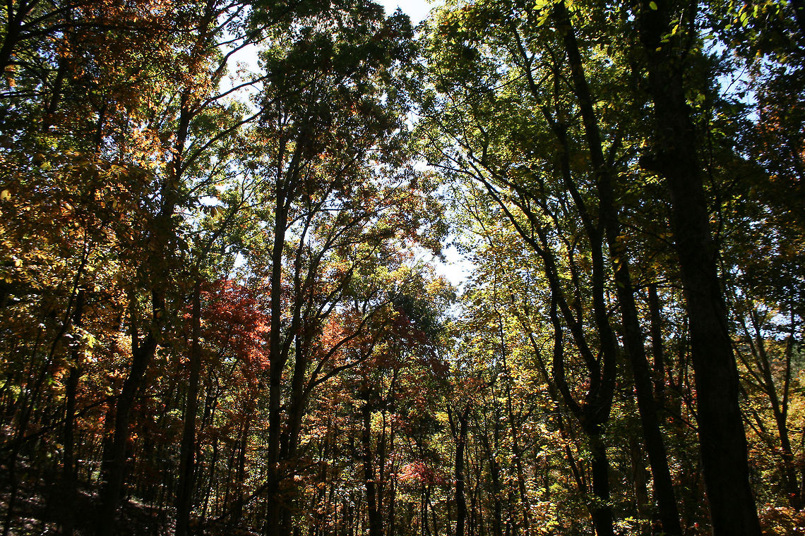 Autumn 2018 - Gordon County, Georgia, USA Dense mixed forest in Northwest Georgia, USA. <br />
<br />
These are views from our driveway and walking path!<br />
<figure class="photo"><a href="https://www.jungledragon.com/image/68751/autumn_2018_-_gordon_county_georgia_usa.html" title="Autumn 2018 - Gordon County, Georgia, USA"><img src="https://s3.amazonaws.com/media.jungledragon.com/images/3231/68751_thumb.jpg?AWSAccessKeyId=05GMT0V3GWVNE7GGM1R2&Expires=1770854410&Signature=k%2F%2B8OcfZNjQjnK1JsiUOQil7%2F10%3D" width="200" height="134" alt="Autumn 2018 - Gordon County, Georgia, USA Dense mixed forest in Northwest Georgia, USA. <br />
<br />
These are views from our driveway and walking path!<br />
https://www.jungledragon.com/image/68755/autumn_2018_-_gordon_county_georgia_usa.html<br />
https://www.jungledragon.com/image/68754/autumn_2018_-_gordon_county_georgia_usa.html<br />
https://www.jungledragon.com/image/68752/autumn_2018_-_gordon_county_georgia_usa.html Fall,Geotagged,United States" /></a></figure><br />
<figure class="photo"><a href="https://www.jungledragon.com/image/68754/autumn_2018_-_gordon_county_georgia_usa.html" title="Autumn 2018 - Gordon County, Georgia, USA"><img src="https://s3.amazonaws.com/media.jungledragon.com/images/3231/68754_thumb.jpg?AWSAccessKeyId=05GMT0V3GWVNE7GGM1R2&Expires=1770854410&Signature=TW3pJ45FsatZTBsqkZs4Sh1mR2c%3D" width="102" height="152" alt="Autumn 2018 - Gordon County, Georgia, USA Dense mixed forest in Northwest Georgia, USA. <br />
<br />
These are views from our driveway and walking path!<br />
https://www.jungledragon.com/image/68751/autumn_2018_-_gordon_county_georgia_usa.html<br />
https://www.jungledragon.com/image/68755/autumn_2018_-_gordon_county_georgia_usa.html<br />
https://www.jungledragon.com/image/68752/autumn_2018_-_gordon_county_georgia_usa.html Fall,Geotagged,United States" /></a></figure><br />
<figure class="photo"><a href="https://www.jungledragon.com/image/68752/autumn_2018_-_gordon_county_georgia_usa.html" title="Autumn 2018 - Gordon County, Georgia, USA"><img src="https://s3.amazonaws.com/media.jungledragon.com/images/3231/68752_thumb.jpg?AWSAccessKeyId=05GMT0V3GWVNE7GGM1R2&Expires=1770854410&Signature=2LWL2dXC2utEOI%2FsEgCNPGIdakE%3D" width="102" height="152" alt="Autumn 2018 - Gordon County, Georgia, USA Dense mixed forest in Northwest Georgia, USA. <br />
<br />
These are views from our driveway and walking path!<br />
https://www.jungledragon.com/image/68751/autumn_2018_-_gordon_county_georgia_usa.html<br />
https://www.jungledragon.com/image/68754/autumn_2018_-_gordon_county_georgia_usa.html<br />
https://www.jungledragon.com/image/68755/autumn_2018_-_gordon_county_georgia_usa.html Fall,Geotagged,United States" /></a></figure> Fall,Geotagged,United States