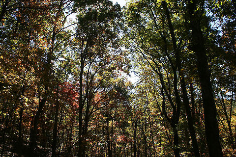 Autumn 2018 - Gordon County, Georgia, USA Dense mixed forest in Northwest Georgia, USA. 

These are views from our driveway and walking path!
https://www.jungledragon.com/image/68751/autumn_2018_-_gordon_county_georgia_usa.html
https://www.jungledragon.com/image/68754/autumn_2018_-_gordon_county_georgia_usa.html
https://www.jungledragon.com/image/68752/autumn_2018_-_gordon_county_georgia_usa.html Fall,Geotagged,United States