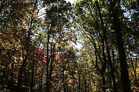 Autumn 2018 - Gordon County, Georgia, USA Dense mixed forest in Northwest Georgia, USA. <br />
<br />
These are views from our driveway and walking path!<br />
https://www.jungledragon.com/image/68751/autumn_2018_-_gordon_county_georgia_usa.html<br />
https://www.jungledragon.com/image/68754/autumn_2018_-_gordon_county_georgia_usa.html<br />
https://www.jungledragon.com/image/68752/autumn_2018_-_gordon_county_georgia_usa.html Fall,Geotagged,United States