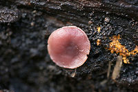 Jelly Drops (Ascocoryne sarcoides) Pink to flesh-colored cup fungus (no stalk) found under the bark of a rotting willow oak tree (on highly decayed matter) in Northwest Georgia (Gordon County), US.<br />
https://www.jungledragon.com/image/68788/jelly_drops_ascocoryne_sarcoides.html<br />
https://www.jungledragon.com/image/68787/jelly_drops_ascocoryne_sarcoides.html<br />
https://www.jungledragon.com/image/68786/jelly_drops_ascocoryne_sarcoides.html Ascocoryne sarcoides,Fall,Geotagged,Jelly Drops,United States